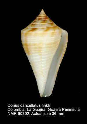 Conus cancellatus finkli.jpg - Conus cancellatus finkli Petuch,1987